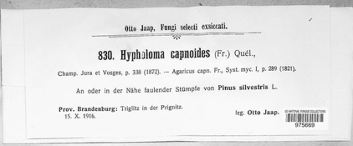 Hypholoma capnoides image